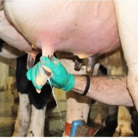 thumbnail for publication: Milking Management Program: Proper Milking Procedures to Optimize Milking Efficiency and Milk Quality